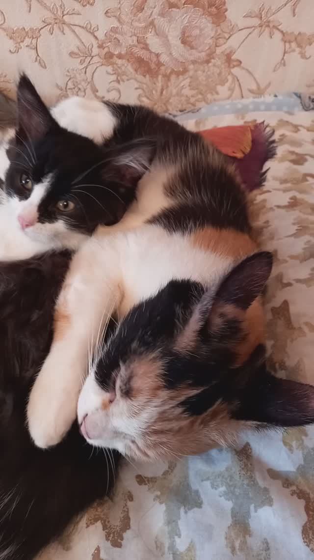 Кошки лижут друг друга.Умывание кошек