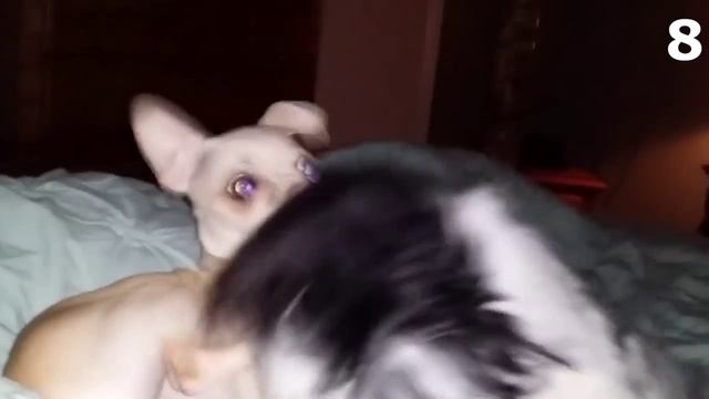 15+Страшных+Видео,+Когда+Домашние+Животные+Увидели+Настоящего+Призрака