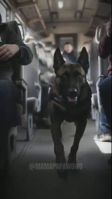 👮♂️🚓🐕🦺 Прощай Зак  память о настоящем герое 🐕🦺👮♂️🚓
