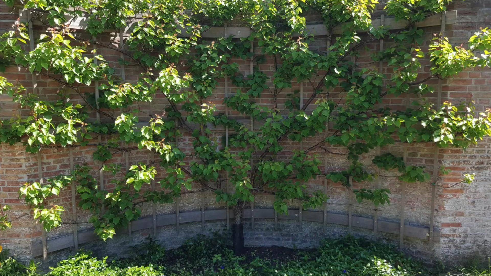 Увеличить урожайность легко: Шпалеровка | Small Gardens