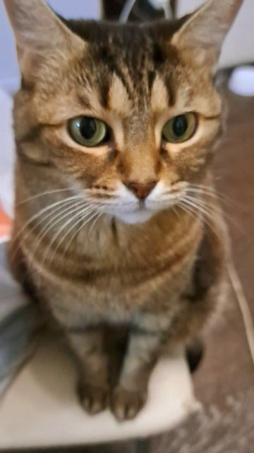Кошка Елизавета!😍😍😍