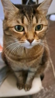 Кошка Елизавета!😍😍😍