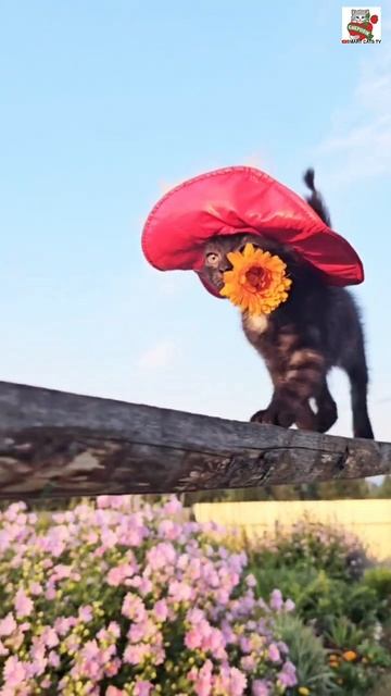 Et Si Tu N'existais Pas 🌞😻❤️🌼🐩