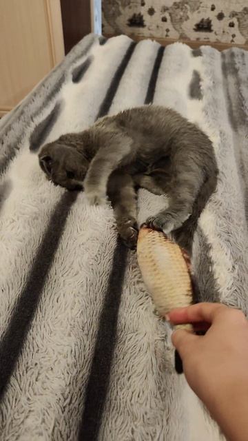 Котик Дымок