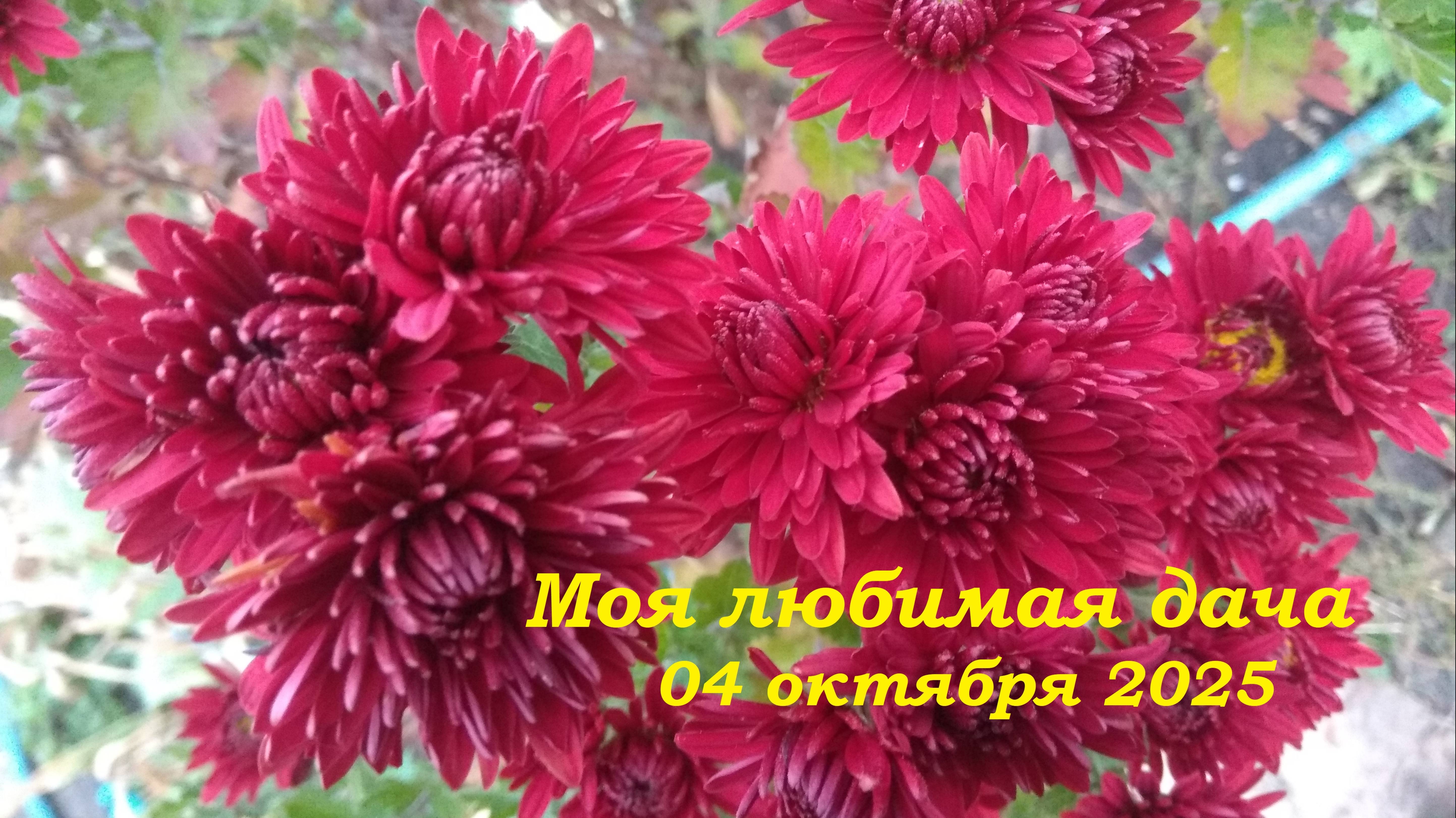 04.10.2025 _ Моя любимая дача