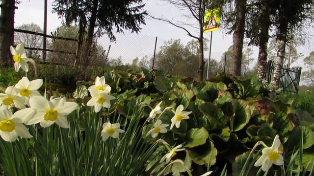 Апрель, пасмурно, ветерок цветы