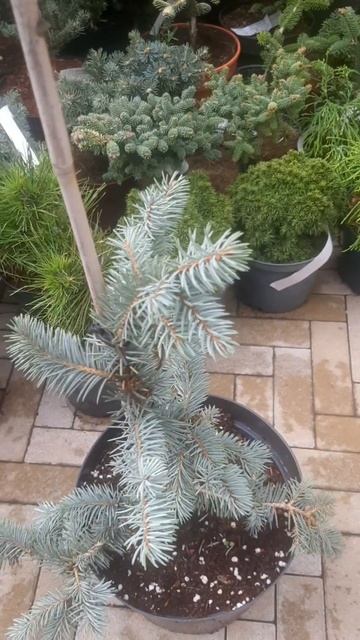 ❤🌲Ель глаука пендула
✔Продажа растений в телеграм канале:
Https://t.me/love_is_hvoiny_dvorik
🚛🪴Отпра