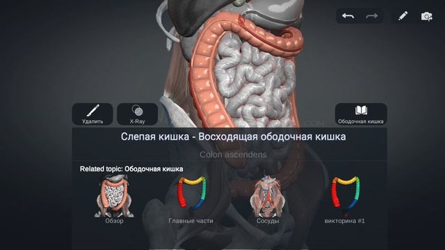 Кишечник