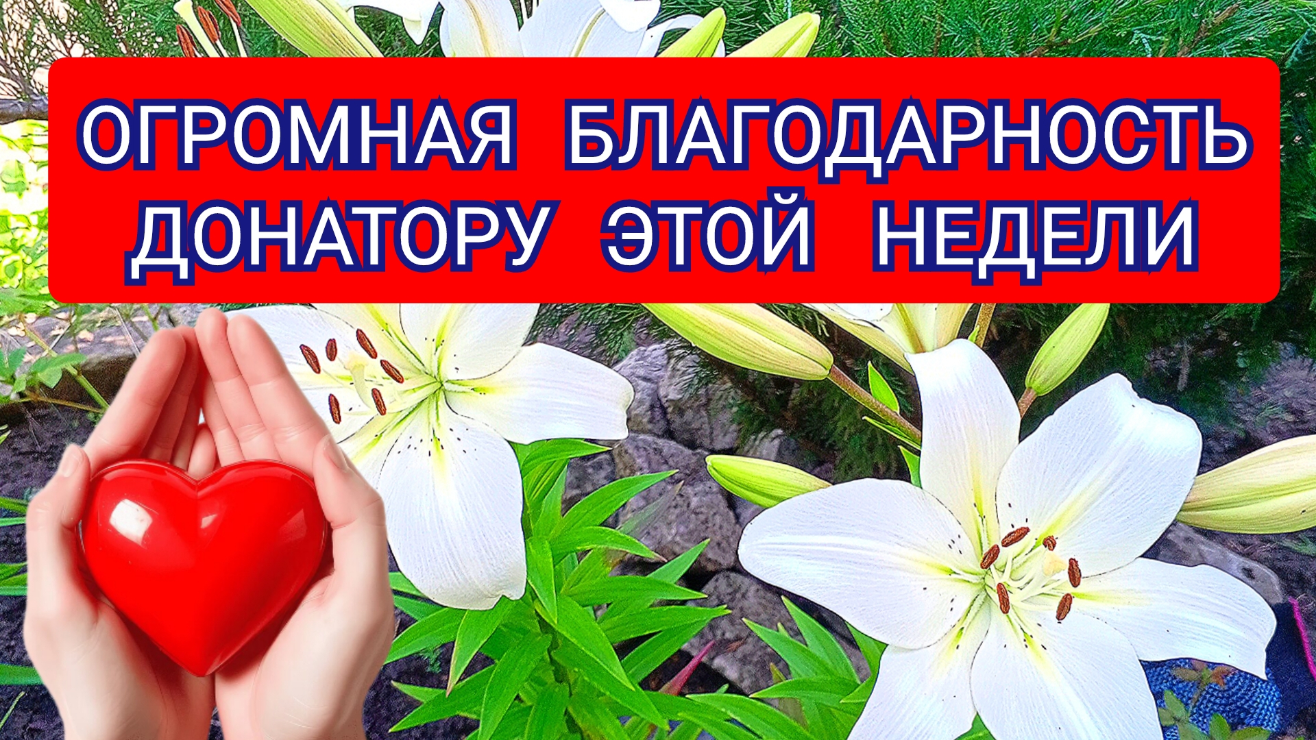 ОГРОМНАЯ БЛАГОДАРНОСТЬ ДОНАТОРАМ ЭТОЙ  НЕДЕЛИ!!!