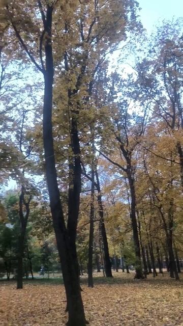Осень в парке