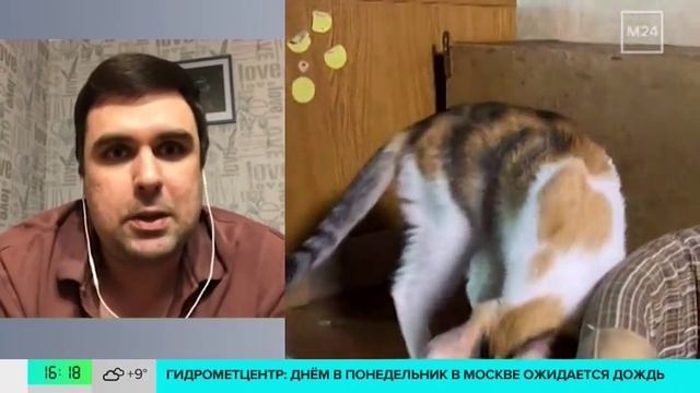 В Госдуме предложили ограничить количество животных в квартирах