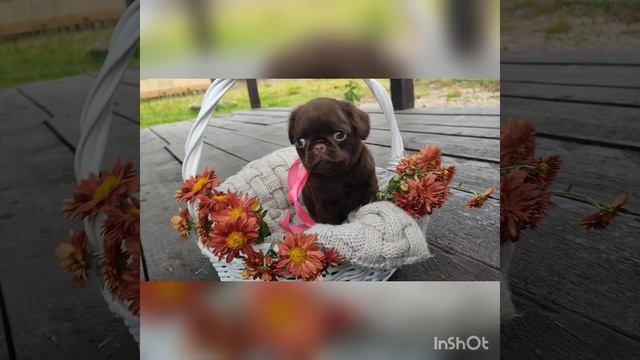 Шоколадка Пти Брабансон. Девочка.