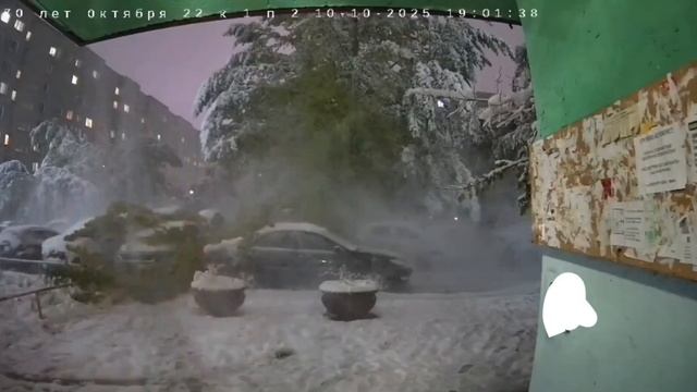 В Омске ёлка упала на припаркованные автомобили