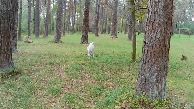 Смоленск ратный