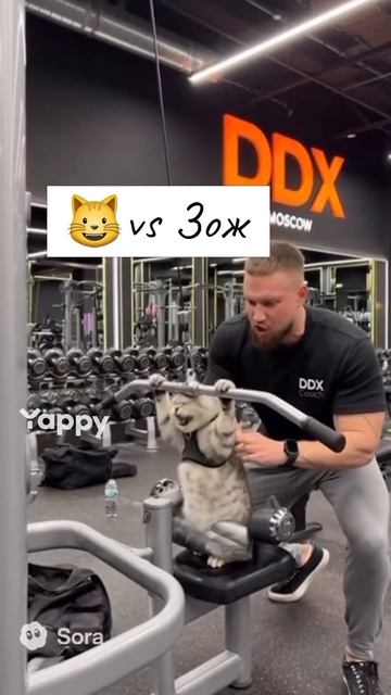 котики кошка киса домашниеживотные кошки пес собакадругчеловека собака собаки щенок мимим