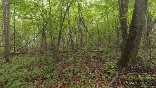 Подосиновик прёт как на дрожях