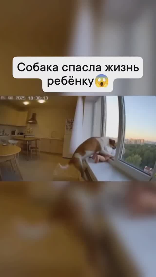 Собака спасла жизнь ребёнку