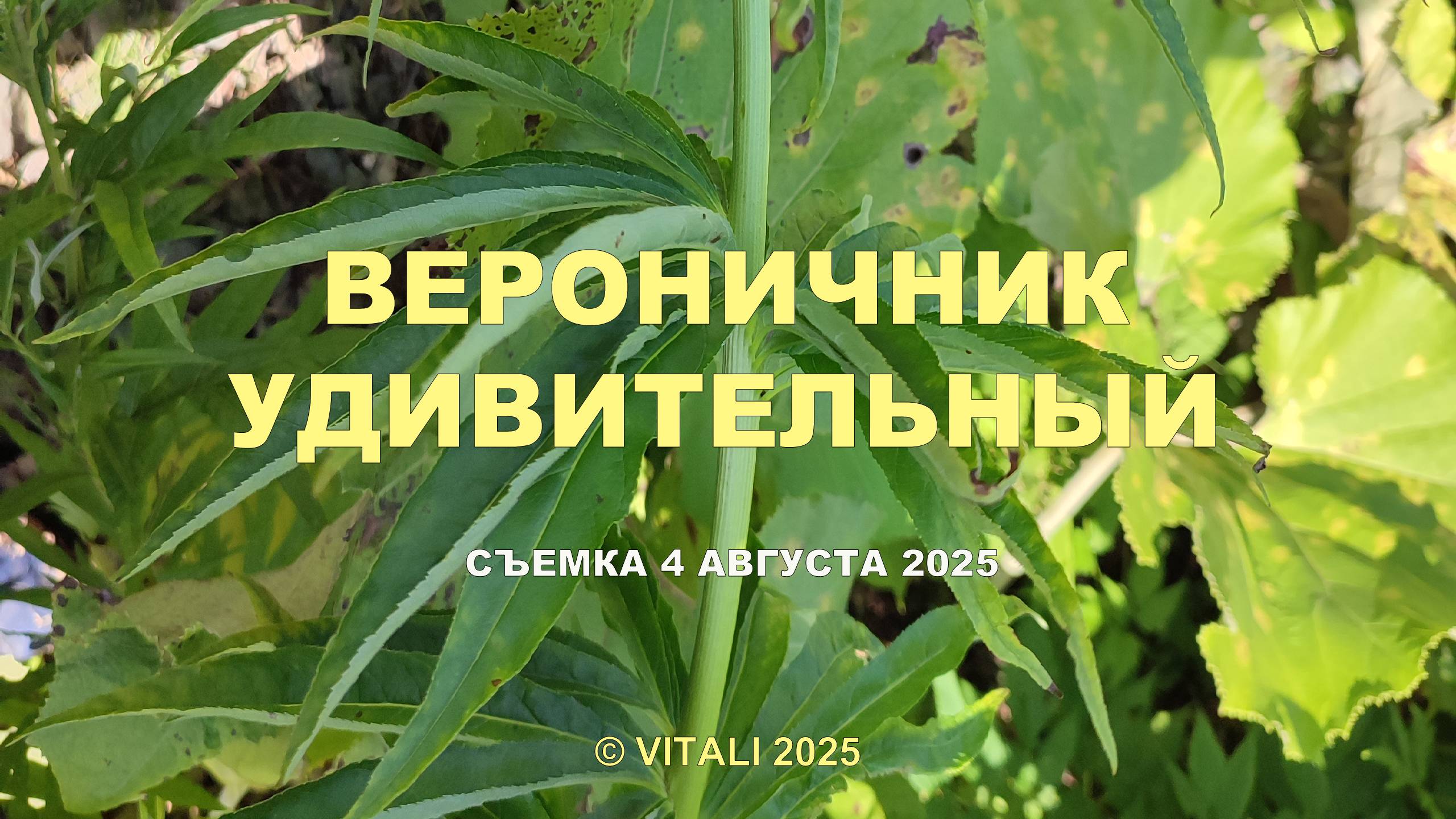 НОВЫЙ ВЕРОНИЧНИК