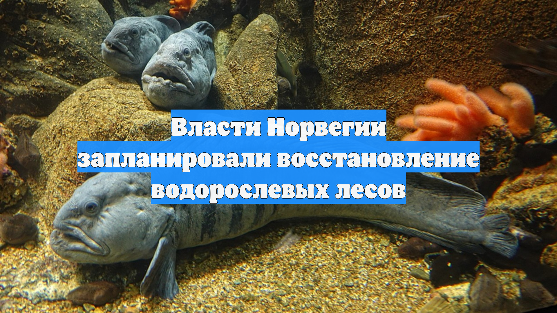 Власти Норвегии запланировали восстановление водорослевых лесов