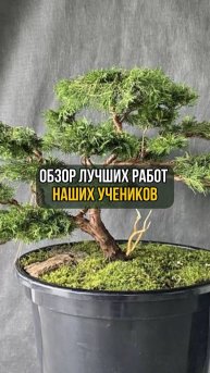 Можжевельник. Геннадий Гомзюк - выпускник курса "Азбука бонсай"