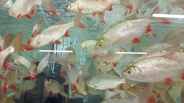 аквариумные рыбки 🐠