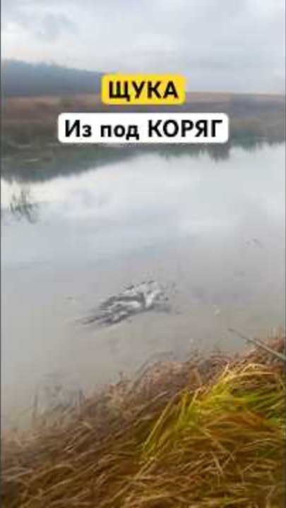 Щука из под коряг!!#рыбалка #fishing #отдыхнаприроде #трофейнаярыбалка #природа #охотаирыбалка