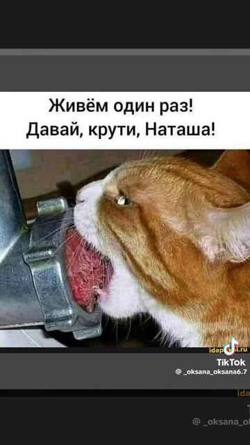 Ёшкин кот ...