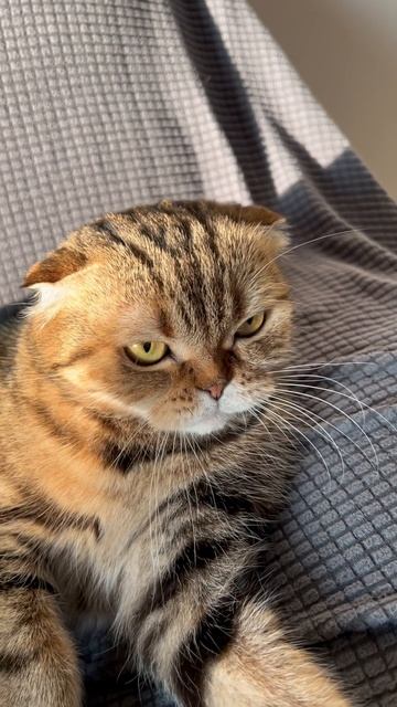 Милая шотландская вислоухая кошечка 🐱