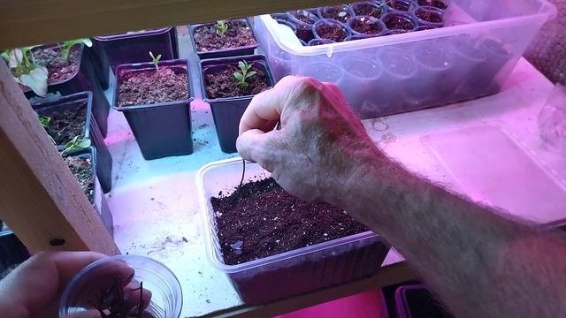 Как размножать клюкву