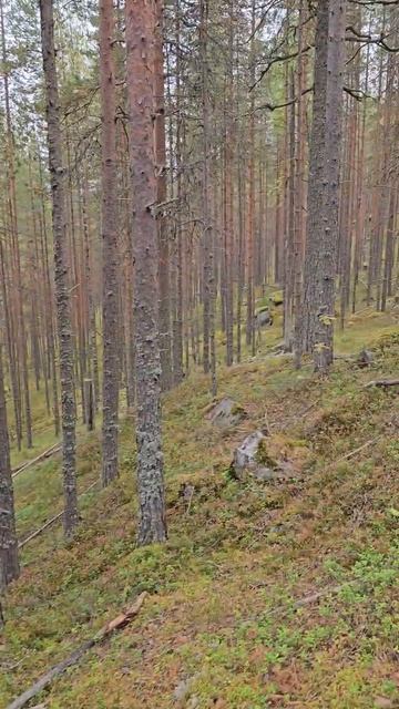 Карелия. Медвежьегорск. Рядом с Финской тоннельной казармой Вичка. Karelia. Medvezhyegorsk