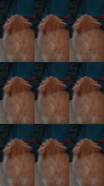 котёнок,милашка.