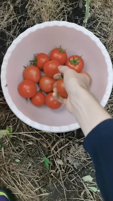 Томат Кохава гибрид от Семко собираю урожай!