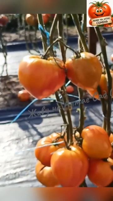 Томат с потрясающей урожайностью