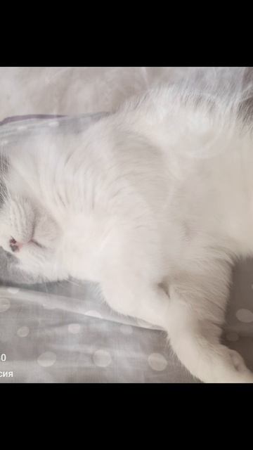 котик Боня
