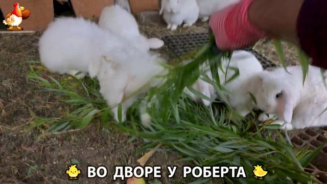 Содержание кур в домашних условиях и других птиц во дворе у Роберта 🐣🐤🦆🐔🪿🦃 (299)