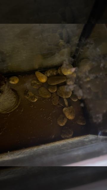 Стадии развития Комаров