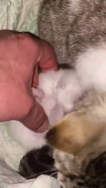 С добрым утром 😺😺😺