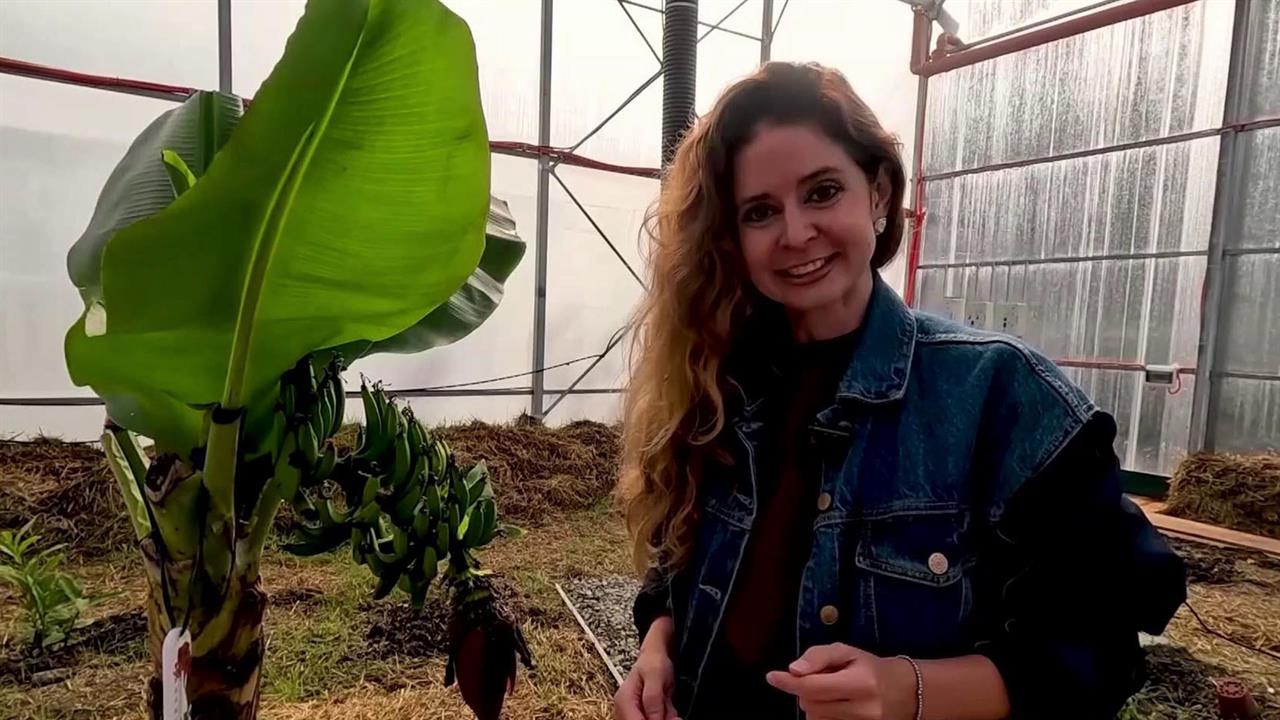С этого года бананы включены в перечень сельскохозяйственной продукции России