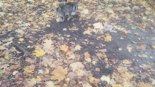 погода от волшебника