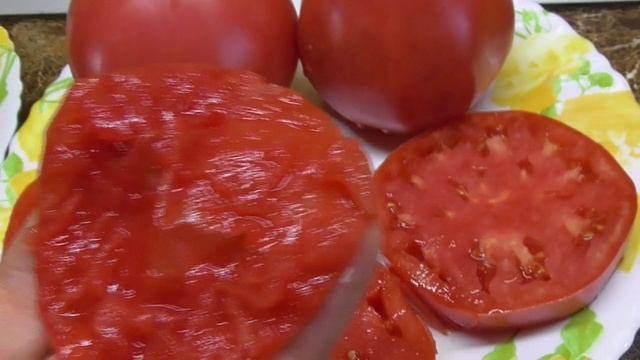 Томат Фиделио проверен временем. Жаростойкий и холодостойкий одновременно. 262. ДЕГУСТАЦИЯ СОРТА.