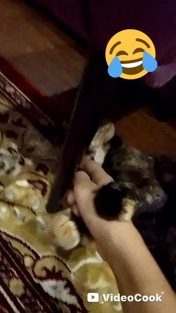 я кокогда меня кусает кошка 🐱