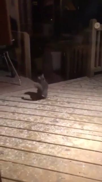 ❄️Котёнок ловит снежинки❄️