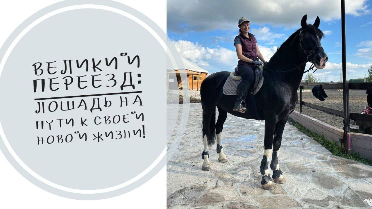 Великий переезд: лошадь на пути к своей новой жизни! 🐴✨ часть 2