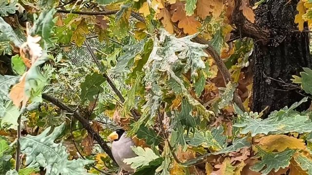 YouCut_20251012_125233527.mp4
