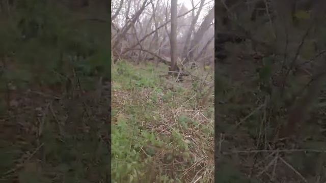 нашим милашку кошку