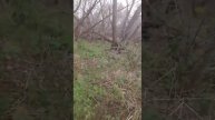 нашим милашку кошку