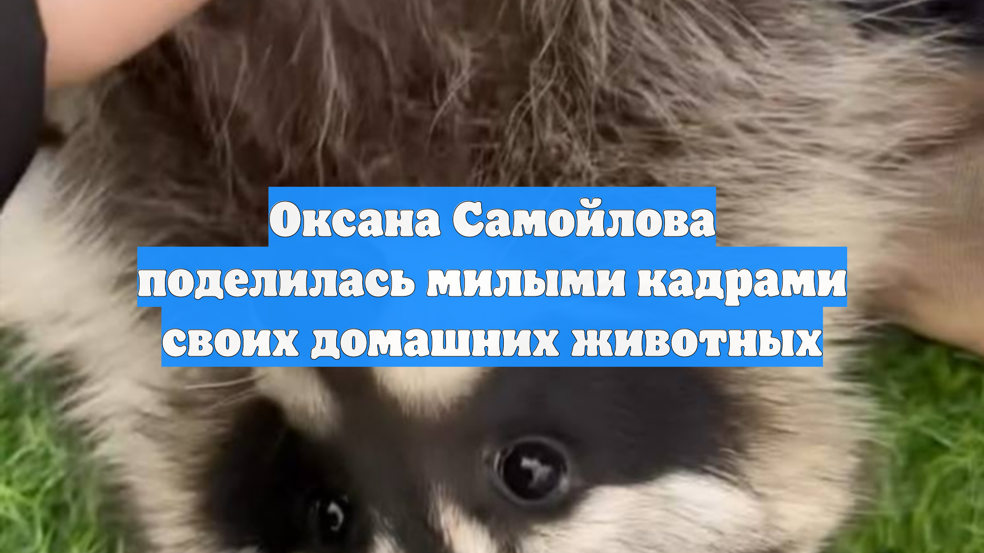 Оксана Самойлова поделилась милыми кадрами своих домашних животных