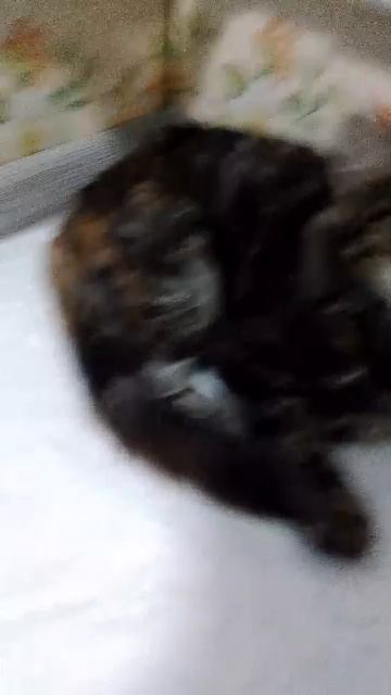 Котик спит на пелёнке