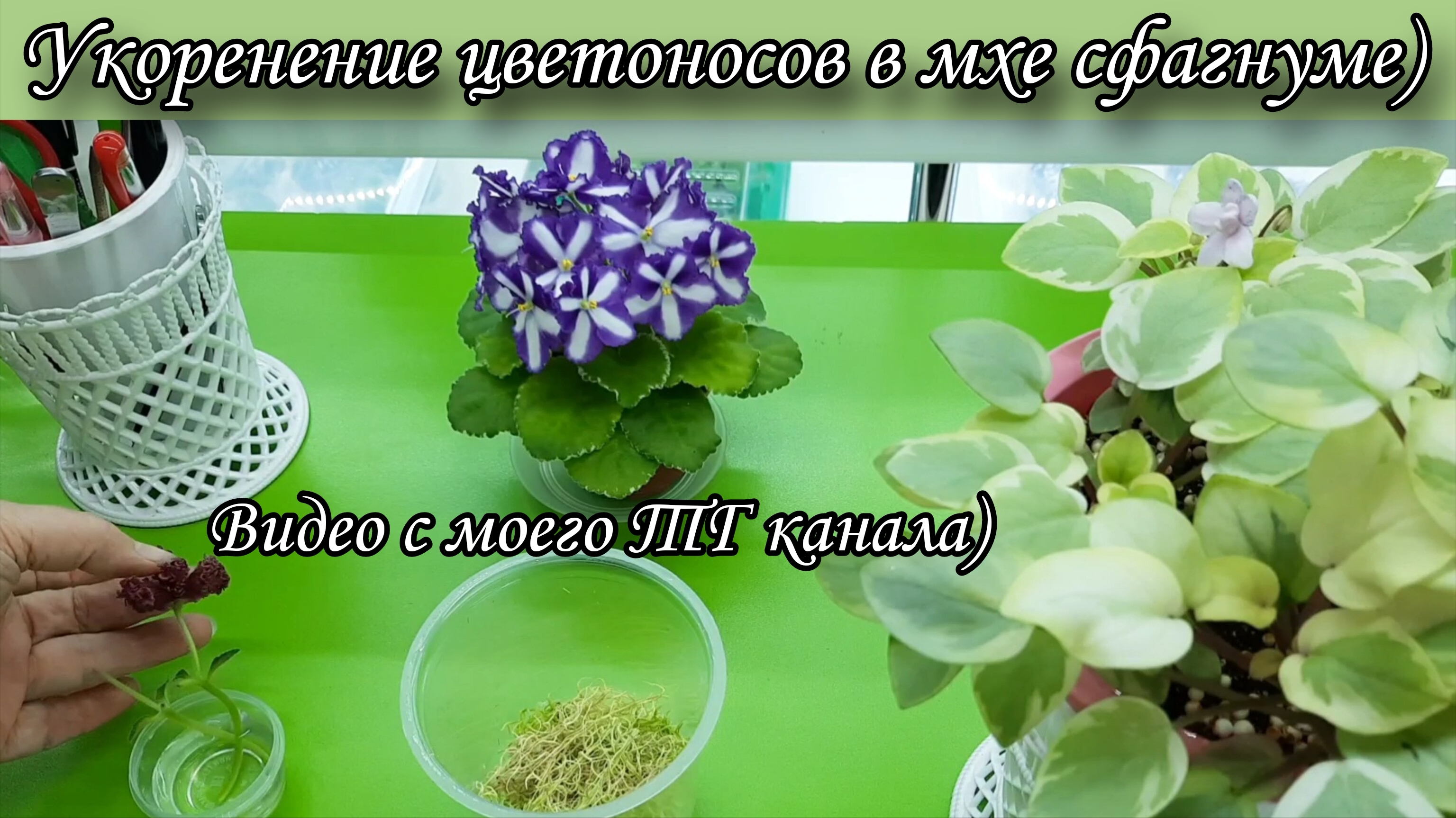 Укоренение цветоносов в мхе сфагнуме)