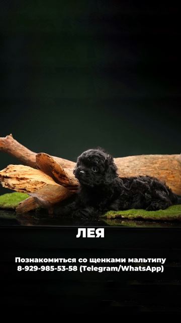 Нежная красавица с покладистым характером и  ласковым взглядом 🐾✨

Набитная шерстка, блестящие кудри